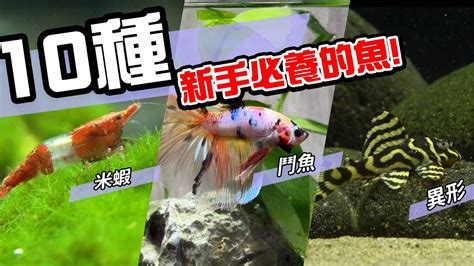 家裡適合養什麼魚|新手養魚知識